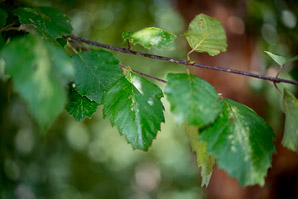 Betula nigra (river birch)