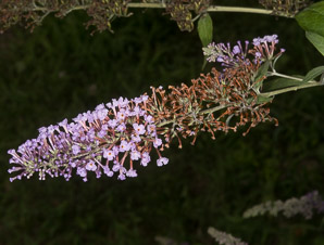 Buddleja davidii (butterfly bush)