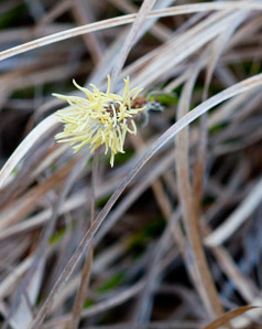 Carex caryophyllea (vernal sedge)