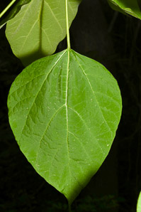 Catalpa speciosa (northern catalpa, hardy catalpa, western catalpa, cigar tree, Catawba-tree)