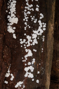 Ceratiomyxa fruticulosa (coral slime)
