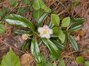 Chimaphila umbellata (common pipsissewa, noble prince’s-pine)