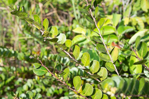 Chrysobalanus icaco (coco plum)