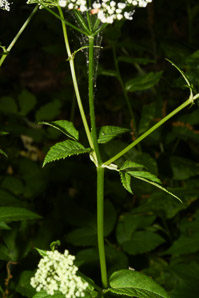 Cicuta maculata (water hemlock, spotted water hemlock, spotted parsley, common water-hemlock)