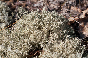 Cladina stellaris (star-tipped reindeer lichen, northern reindeer lichen, star reindeer lichen, star-tipped cup lichen)