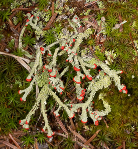 Cladonia cristatella (British soldiers, cup lichen, British Soliders)