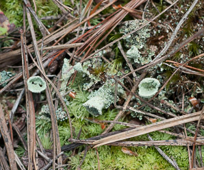 Cladonia fimbriata (trumpet lichen, cup lichen)