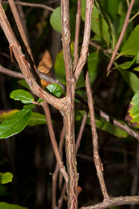 Clethra alnifolia (sweet pepperbush)