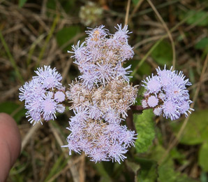 Conoclinium coelestinum (mist-flower, blue mistflower, blue boneset)