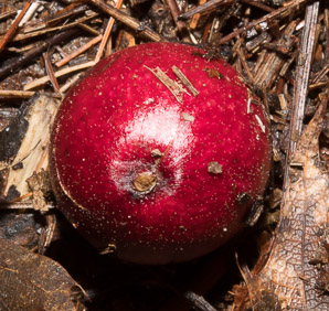 Cynips quercusfolii (cherry gall)