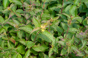 Diervilla lonicera (northern bush honeysuckle, low bush honeysuckle, dwarf bush honeysuckle, yellow-flowered upright honeysuckle)
