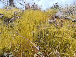 Ditrichum pallidum (Pale Ditrichum Moss)