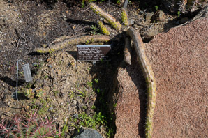 Echinocereus pensilis (hanging cactus, pitayita, snake cactus)