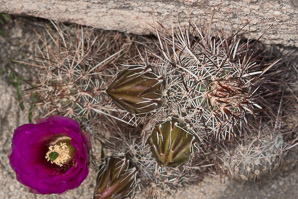 Echinomastus johnsonii (Johnson pineapple cactus)