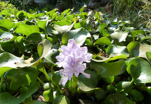 Eichhornia crassipes (water hyacinth)