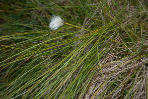 Eriophorum vaginatum (cotton sedge, hare’s-tail cottongrass, tussock cottongrass, sheathed cottonsedge)
