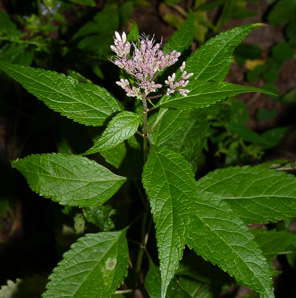 Eutrochium purpureum (sweet-scented Joe-Pye weed, sweet Joe-Pye weed, trumpet weed)