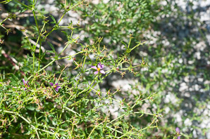 Fagonia laevis (California fagonbush)