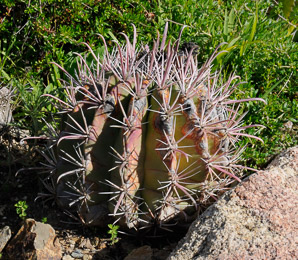 Ferocactus robustus (clustering barrel cactus)