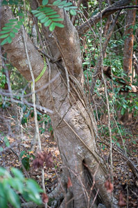Ficus citrifolia (shortleaf fig)