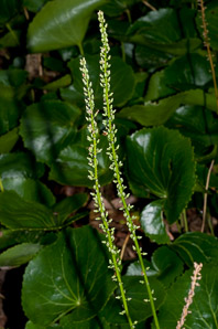 Galax urceolata (wandflower, beetleweed)