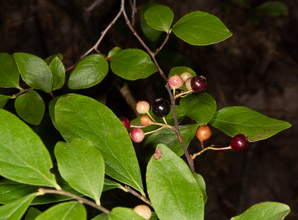 Gaylussacia baccata (black huckleberry, common huckleberry)
