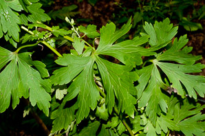 Geranium maculatum (wild geranium, spotted geranium, wood geranium)