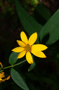 Helianthus divaricatus (woodland sunflower)