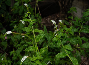 Heliotropium angiospermum (scorpiontail)