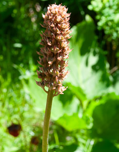 Helonias bullata (swamp pink)