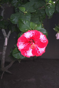 Hibiscus L. (hibiscus, rose of Sharon)