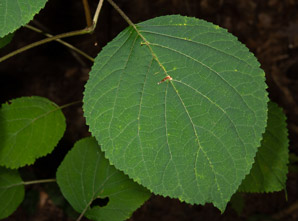 Hydrangea arborescens (smooth hydrangea, wild hydrangea)