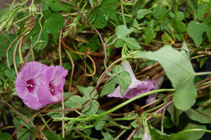 Ipomoea cordatotriloba (purple bindweed)