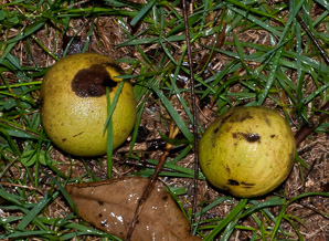 Juglans nigra (Eastern black walnut, black walnut)