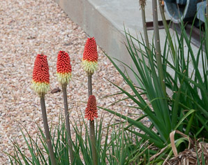 Kniphofia uvaria (red hot poker, torch lily, redhot poker)