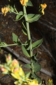 Linaria dalmatica (dalmatian toadflax)