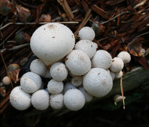 Lycoperdon perlatum (gem-studded puffball, common puffball)