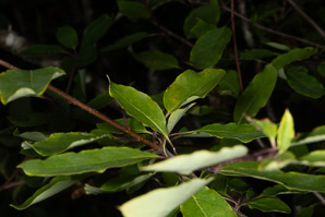 Lyonia ligustrina (northern maleberry)