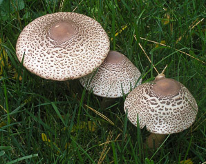 Macrolepiota procera (parasol mushroom)