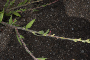 Oenothera curtiflora (velvetweed, velvety gaura, downy gaura, smallflower gaura)