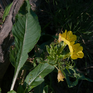 Oenothera fruticosa (narrowleaf evening primrose, common sundrops)