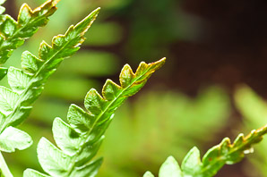 Osmunda cinnamomea (cinnamon fern)