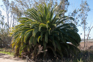 Phoenix canariensis (Canary island date palm)
