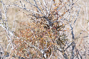 Phoradendron californicum (desert mistletoe, mesquite mistletoe)