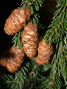 Picea abies (Norway spruce)