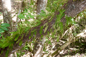 Pleopeltis polypodioides (resurrection fern)