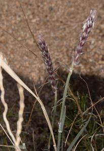 Pleuraphis rigida (Galleta grass)