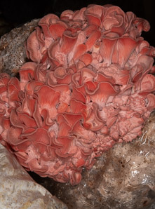 Pleurotus djamor (pink oyster, salmon oyster, strawberry oyster, flamingo mushroom)