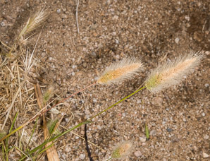 Polypogon monspeliensis (annual beard grass)