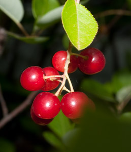 Prunus avium (mazzard cherry)